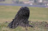 PULI 033